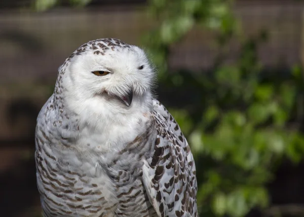 Snowy Owl (Bubo scandiacus) — Stock Photo, Image