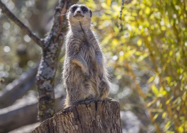 Szurikáta (suricata suricatta) — Stock Fotó