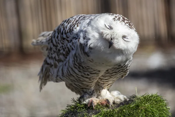 Sneeuwuil (Bubo scandiacus)) — Stockfoto