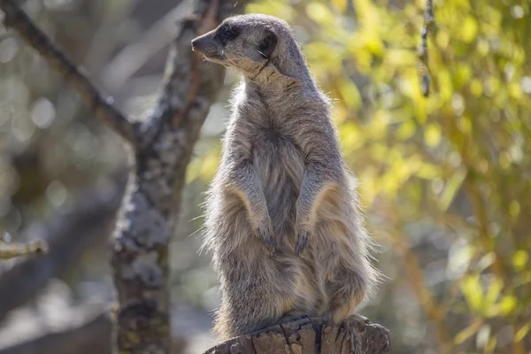 Surikata (suricata suricatta) — Stock fotografie