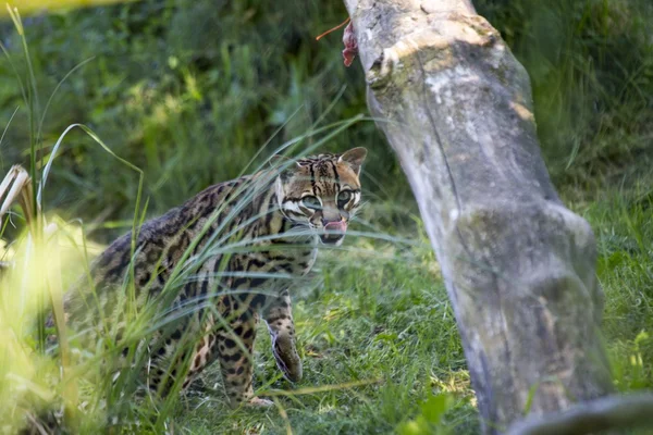 Ocelot (Leopardus pardalis) — Stock Photo, Image