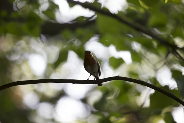 Robin rode borst (Erithacus rubecula) — Stockfoto