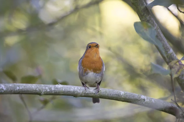 Robin Red piersi (Erithacus rubecula) — Zdjęcie stockowe