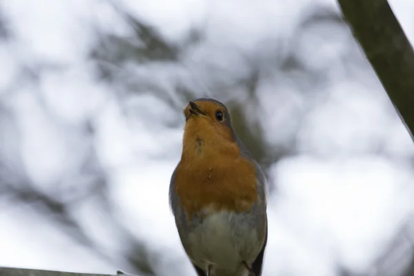 Robin rode borst (Erithacus rubecula) — Stockfoto