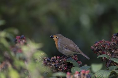 Robin kırmızı meme (Erithacus rubecula)