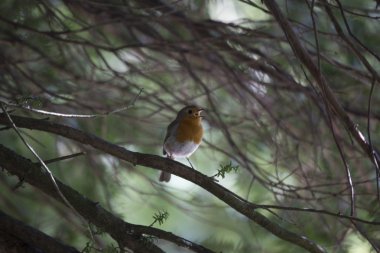 Robin kırmızı meme (Erithacus rubecula)