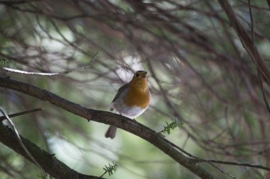 Robin kırmızı meme (Erithacus rubecula)