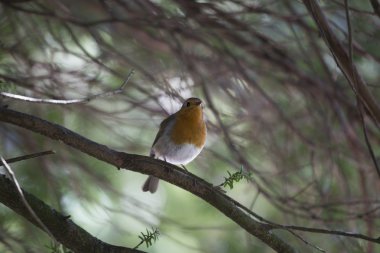 Robin kırmızı meme (Erithacus rubecula)