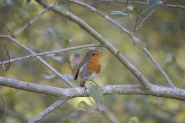 Robin kırmızı meme (Erithacus rubecula)