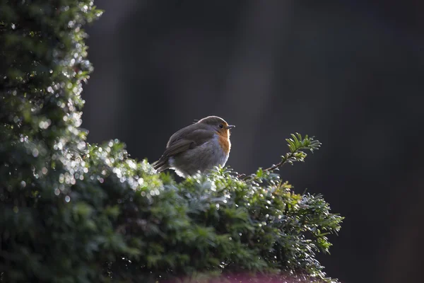 Rotkehlchen (erithacus rubecula)) — Stockfoto