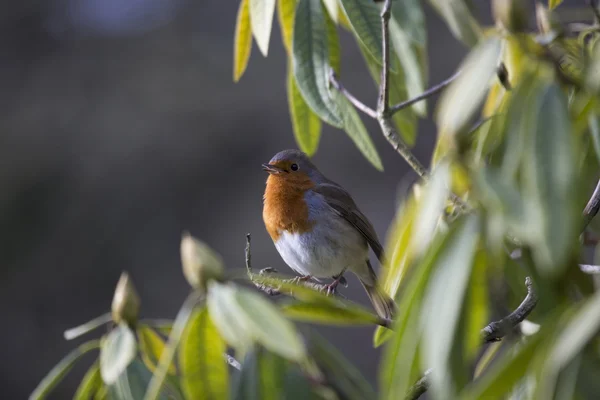 Робін червоний молочної залози (Erithacus rubecula) — стокове фото