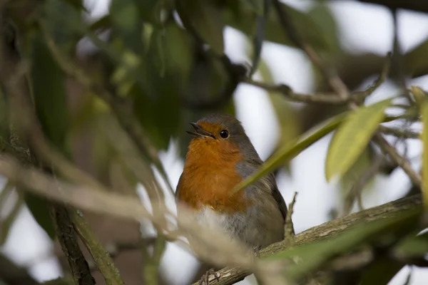 Robin Vermelho mama (Erithacus rubecula) — Fotografia de Stock