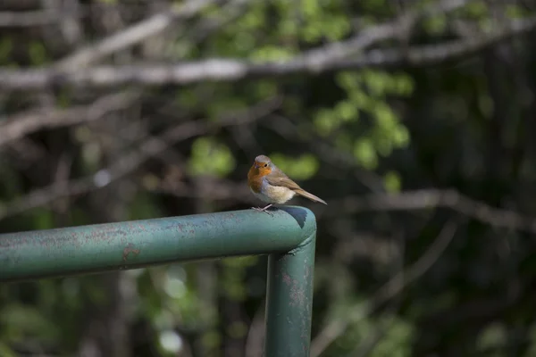 罗宾红乳腺癌 (Erithacus rubecula) — 图库照片