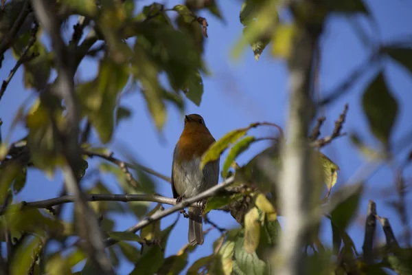 Robin Red Breast (Erithacus rubecula) ) — стоковое фото