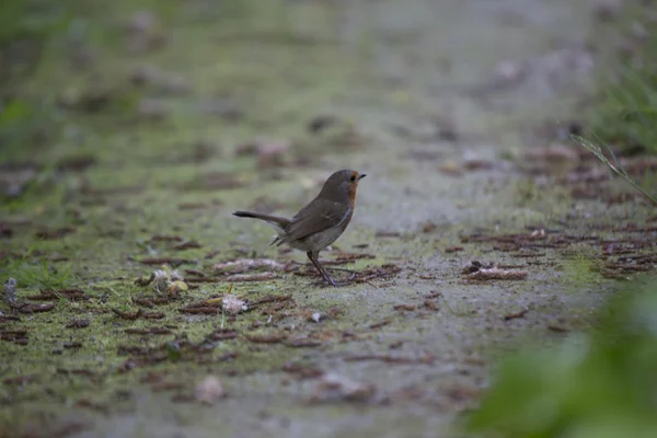 Seno rosso di Robin (Erithacus rubecula) — Foto Stock