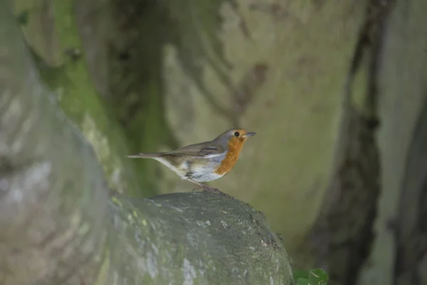 Robin Vermelho mama (Erithacus rubecula) — Fotografia de Stock