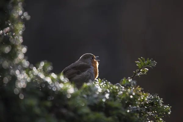 Robin Red prsu obecná (Erithacus rubecula) — Stock fotografie