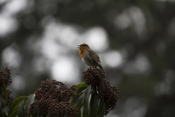 로빈 레드 유 방 (Erithacus rubecula) — 스톡 사진