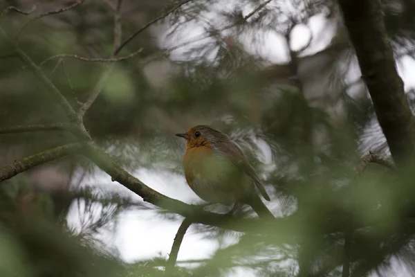 Robin Vermelho mama (Erithacus rubecula) — Fotografia de Stock