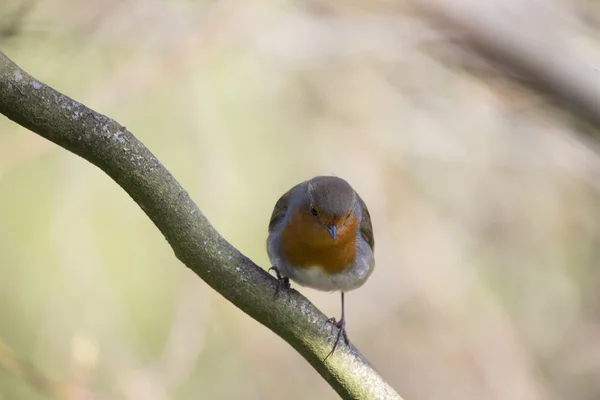 Robin kırmızı meme (Erithacus rubecula) — Stok fotoğraf