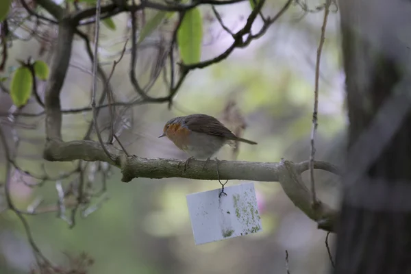 Robin kırmızı meme (Erithacus rubecula) — Stok fotoğraf