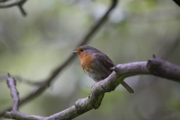 Robin Vermelho mama (Erithacus rubecula) — Fotografia de Stock