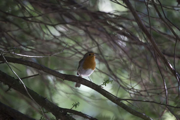 罗宾红乳腺癌 (Erithacus rubecula) — 图库照片