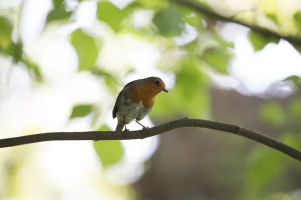 Robin Vermelho mama (Erithacus rubecula) — Fotografia de Stock