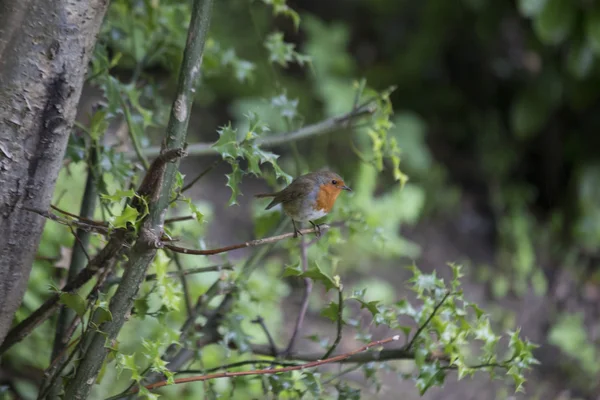 Robin kırmızı meme (Erithacus rubecula) — Stok fotoğraf