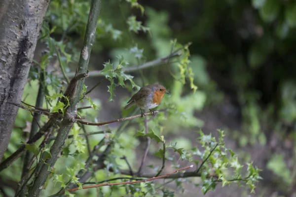 Robin rode borst (Erithacus rubecula) — Stockfoto