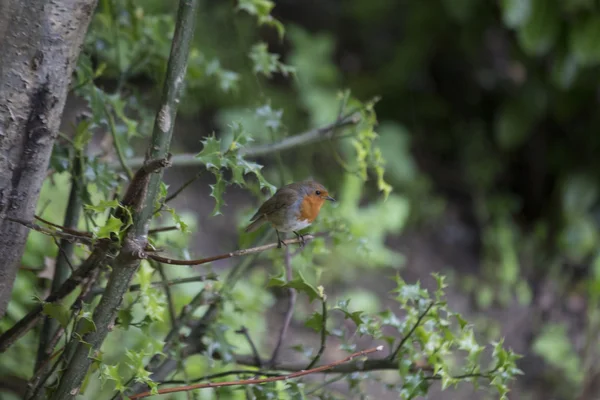 Robin Red Breast (Erithacus rubecula) — Stock Photo, Image