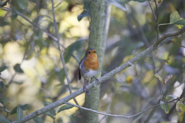 Robin Vermelho mama (Erithacus rubecula) — Fotografia de Stock