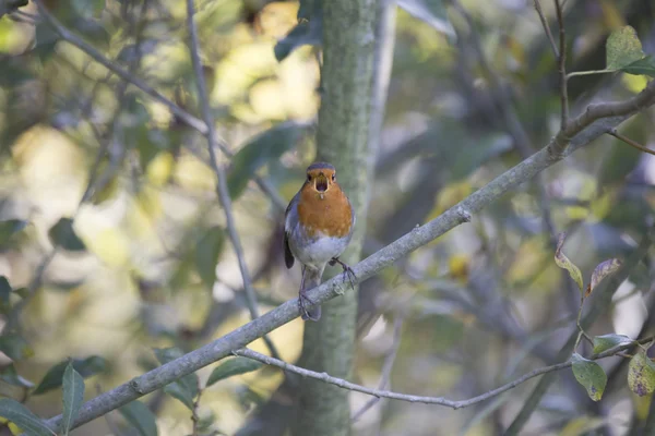 Rotkehlchen (erithacus rubecula)) — Stockfoto