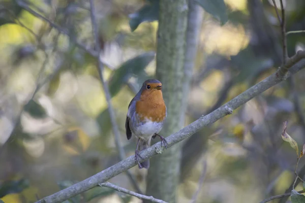 Robin rode borst (Erithacus rubecula) — Stockfoto