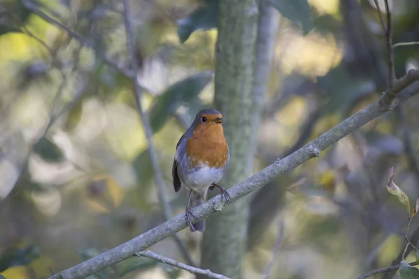 Robin Red Breast (Erithacus rubecula) ) — стоковое фото