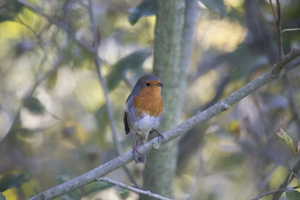 Rotkehlchen (erithacus rubecula)) — Stockfoto