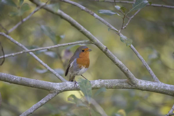 Robin Red prsu obecná (Erithacus rubecula) — Stock fotografie