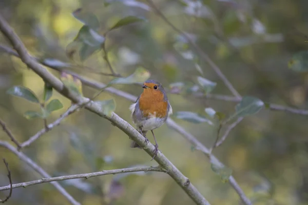 Robin röda bröst (Erithacus rubecula) — Stockfoto