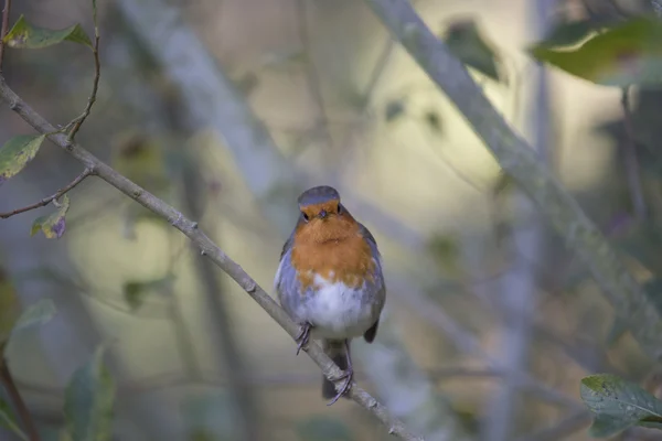 Rotkehlchen (erithacus rubecula)) — Stockfoto