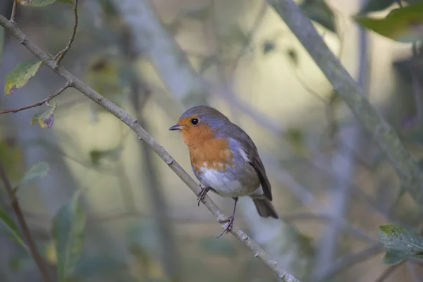 Robin rode borst (Erithacus rubecula) — Stockfoto