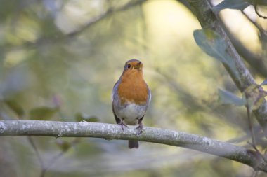 Robin kırmızı meme (Erithacus rubecula)