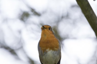 Robin kırmızı meme (Erithacus rubecula)