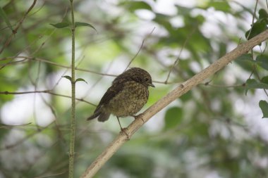 Robin kırmızı meme (Erithacus rubecula)