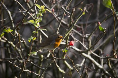 Robin kırmızı meme (Erithacus rubecula)