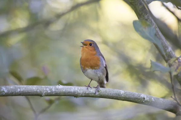 Robin Red Breast (Erithacus rubecula) — Stock Photo, Image