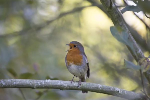 Robin Red prsu obecná (Erithacus rubecula) — Stock fotografie