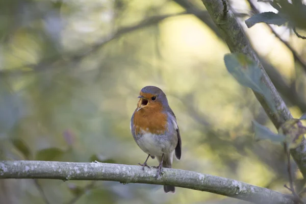 Robin Red piersi (Erithacus rubecula) — Zdjęcie stockowe