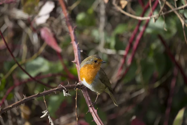 Rotkehlchen (erithacus rubecula)) — Stockfoto