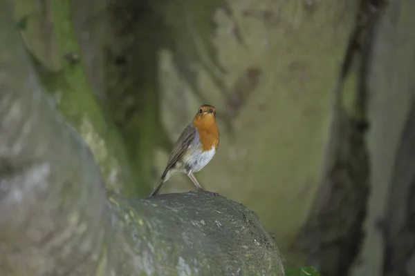 Robin Vermelho mama (Erithacus rubecula) — Fotografia de Stock