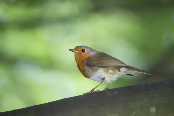 Robin kırmızı meme (Erithacus rubecula) — Stok fotoğraf